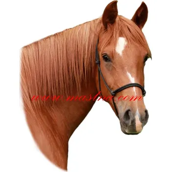 Samolepka shagya arab, kůň, koně, ryzák