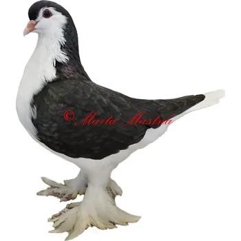 Samolepka holub lahore černý