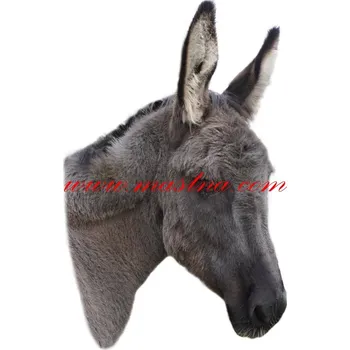 Samolepka osel - archiv