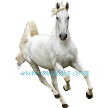 Samolepka lipicán cval, kůň, koně