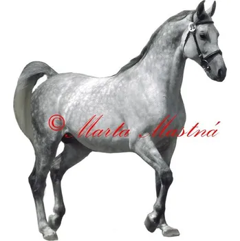Samolepka shagya arab, kůň, koně 214