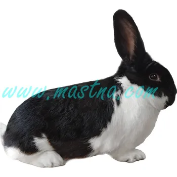 králíkárna Meklenburský strakáč černý, samolepka králík