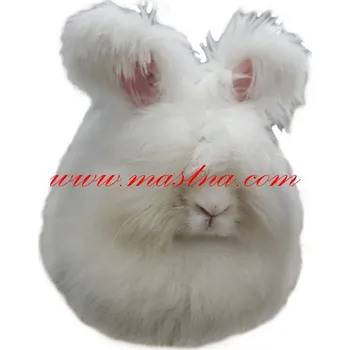 Samolepka králík angorský, angora bílá