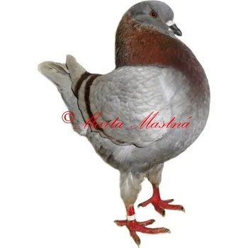 Samolepka holub king 3