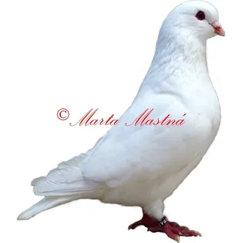 Samolepka holub bílý benešovský