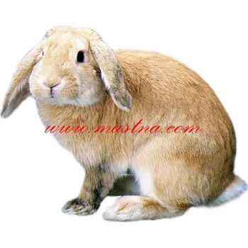 Samolepka králík zakrslý beránek žlutý