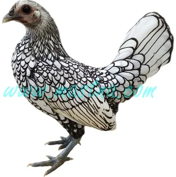 Sebritka stříbrná, samolepka slepička, drůbež