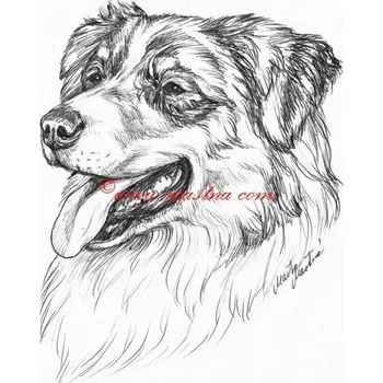 Samolepka australský ovčák c570 - Malá - přibližně jako pohlednice