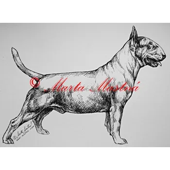 Samolepka bulteriér - archiv c76 - Malá - přibližně jako pohlednice