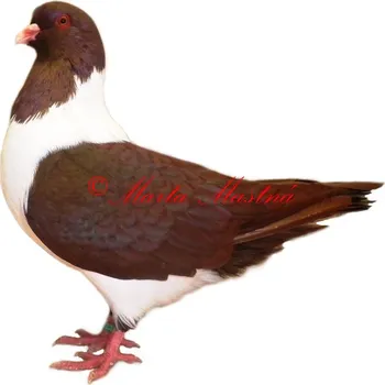 Samolepka holub moravský pštros červený