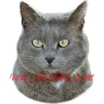 Samolepka kočka britská modrá Magda - archiv