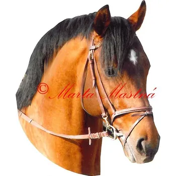 Samolepka kůň teplokrevník, koně - archiv 491