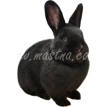 králíkárna Vídeňský černý, samolepka králík