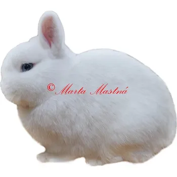 Samolepka králík hermelín modrooký 2 - archiv