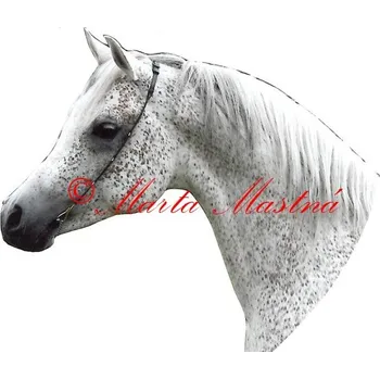 Samolepka arabský plnokrevník, kůň, koně - archiv 668