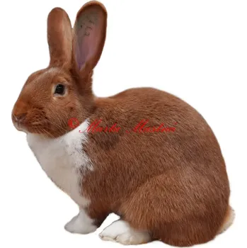 Samolepka králík meklenburský strakáč červený