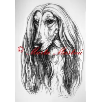 Samolepka afghánský chrt c210 - Malá - přibližně jako pohlednice