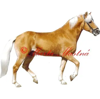 Samolepka hafling, kůň, koně - archiv 173