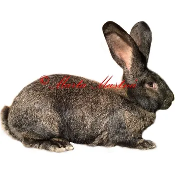 Samolepka králík belgický obr železitý