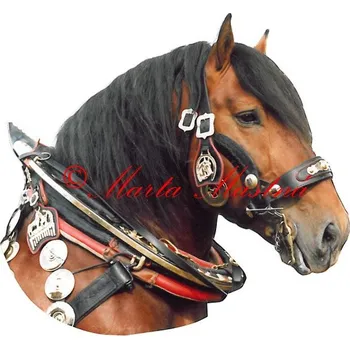 Samolepka chladnokrevník, kůň, koně 94