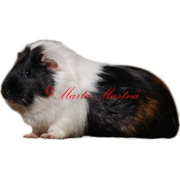 Samolepka morče černobílé