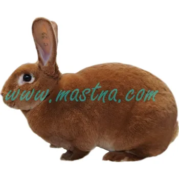 králíkárna Králík rex oranžový, samolepka