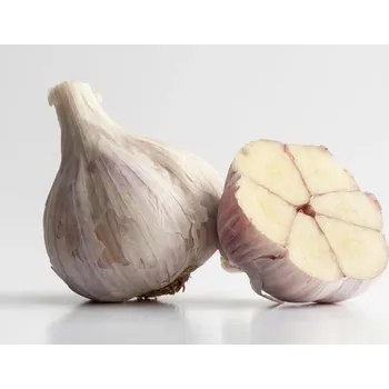 Cibulovina Český sadbový česnek paličák Dukát 5 kg