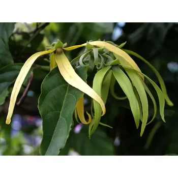 Vonný olej Rolled Baits Esenciální olej Ylang Ylang Balení: 10 ml