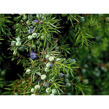 Rolled Baits Esenciální olej Jalovec Balení: 10 ml