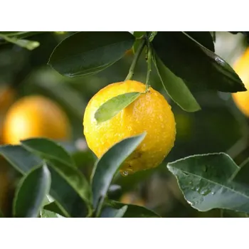 Rolled Baits Esenciální olej Citron Balení: 10 ml