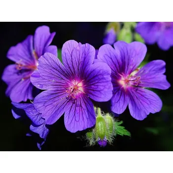 Vůně do bytu Rolled Baits Esenciální olej Geranium Balení: 50 ml