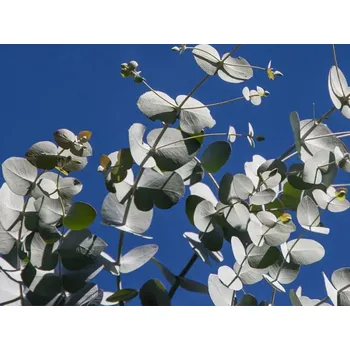 Rolled Baits Esenciální olej Eukalyptus Balení: 10 ml