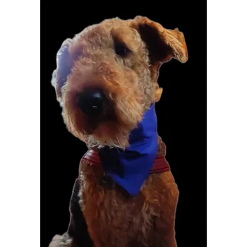 Bavlněný šátek bez potisku Velikost: XS, Barva: černá, Služba nažehlení: Ne