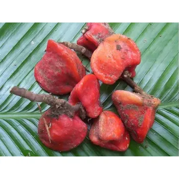 Sladidlo Rolled Baits Talin ( Thaumatin) Balení: 100 ml