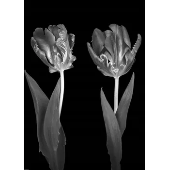 Obraz Rokokové Tulipány Plakát bez rámu 50 x 70 cm