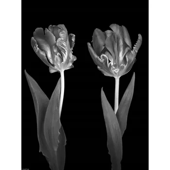 Obraz Rokokové Tulipány Plakát bez rámu 30 x 40 cm