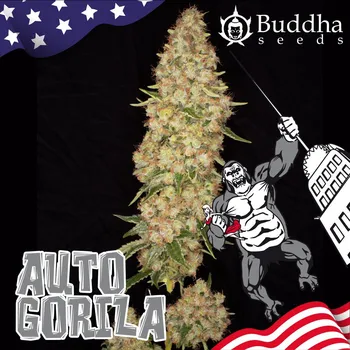 Semeno Buddha Seeds Gorila Auto Balení: 10ks