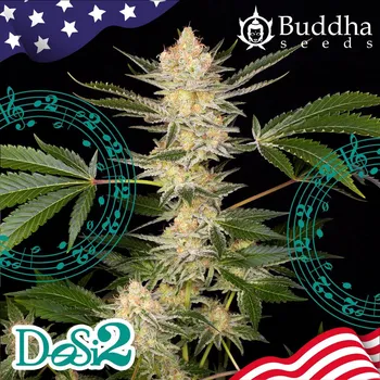 Semeno Buddha Seeds DoSi 2 Balení: 10ks