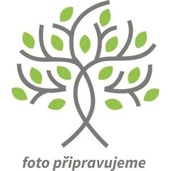 Sazenice Lomikámen fleischeri - Saxifraga x fleischeri Balení: kontejner p9