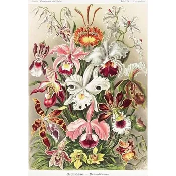 Plakát Plakát, Obraz - Ernst Haeckel - Orchideen, 61 × 91.5 cm