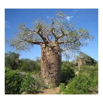 Semeno ADANSONIA fony (Adansonia rubrostipa) "Lahvový strom" 2 semena