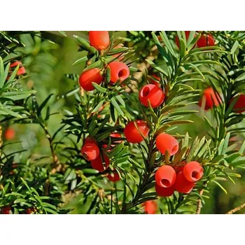 Sazenice Tis červený Balení: kontejner C45, Tvar: kužel