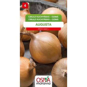 Semeno Cibule kuchyňská - Augusta