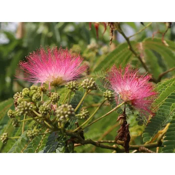 Sazenice Albízie růžová 'Ombrella' Balení: kontejner C25, Tvar: keř