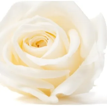 umělá květina Stabilizovaná růže Kiara S smetanová (hlava)