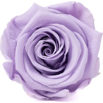 umělá květina Stabilizovaná růže KIARA XL lila (hlava)
