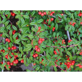 Sazenice Skalník vrbolistý 'Repens' kontejner C10 nebo C18