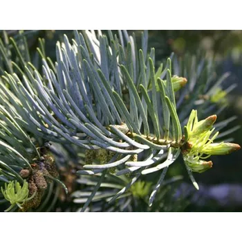 Sazenice Jedle ojíněná 'Violacea' kontejner C25, výška 150-175cm