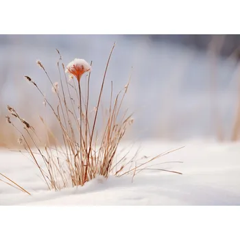 Plakát Plakát Zima v detailech bez rámu 70 x 50 cm