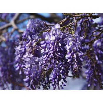 Sazenice Vistárie čínská 'Prolific' Balení: kontejner C55